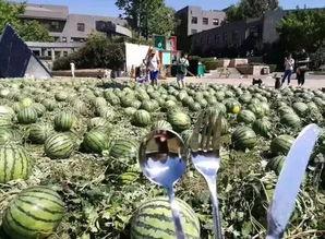 朝阳吃瓜群众,揭秘都市生活百态